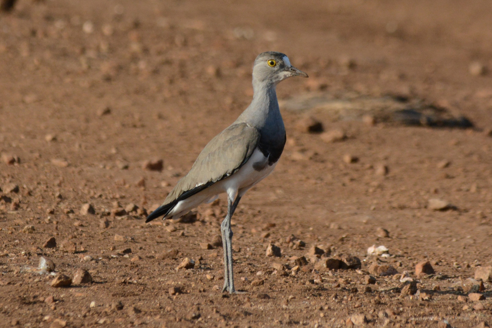 image Senegal Lapwing